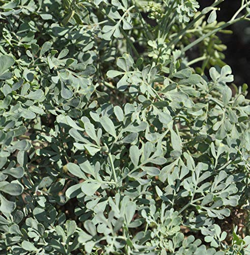 Weinraute Jackmans Blue - Ruta graveolens - lebende Gartenpflanze aus den Baumschulen