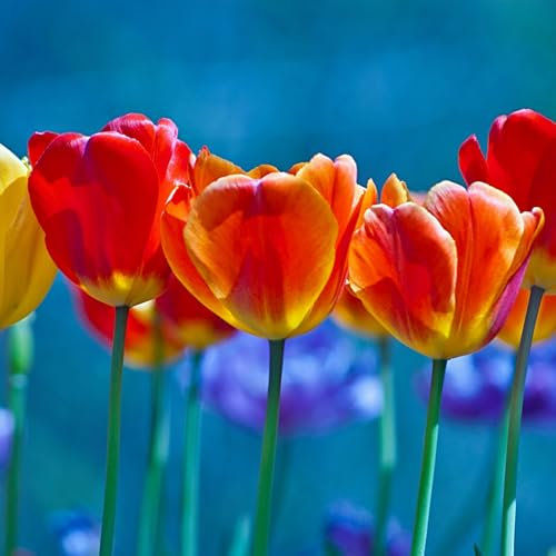 TulipáN Bulbos,Mezcla De Bulbos De TulipáN,Tulip Bulbos,TulipáN Raro, PlantacióN Exterior, Sencilla, Profesional.-20bulbos-J