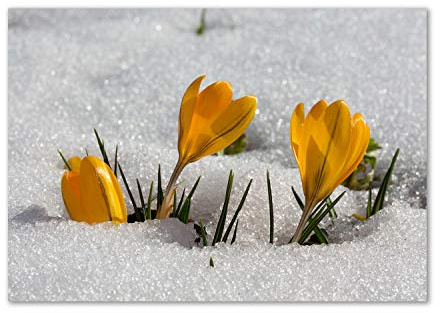 Tulup Splashback - Backsplash - Cooker Hob Wall Splashback - Kitchen Wall Panels - Heat Resistant - Toughened/Tempered Safety Real Glass - 100x70cm - Flowers & plants - Yellow - Crocuses in the snow