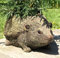 Animal Crackers Hedgehog shaped Planter indoor or outdoor, novelty garden decoration Hog lover gift