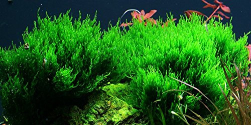 AquaOne Aquarium Pflanze In Vitro 3 Stück Moos Taxiphyllum 'Flame' Wasserpflanze 1-2-Grow Aquariumpflanzen Set Moose Becher Labor-Aquarienpflanzen