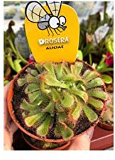 Pianta Carnivora Drosera Aliciae - Dimensione Vaso Vaso 8.5cm