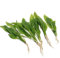 5 x Echinodorus Bleheri Live Aquarium Plants Amazon Sword Plant for Fish Tank k2aqua
