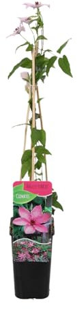 Bloomique - Clematis Hagley Hybrid - Waldrebe - Rosa - Kletterpflanzen - Gartenpflanzen - Winterhart - Topf 15 cm - 70-80 cm hoch