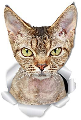 Winston & Bear Grumpy Rex Cat Wandaufkleber – 2er-Pack – Grumpy Rex Cat WC Aufkleber – 3D Katze Auto Fenster und Stoßstange Aufkleber – Einzelhandelsverpacktes Geschenk