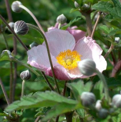 6x Herbst-Anemone 'Robustissima' - Anemone tomentosa 'Robustissima' - Topf 9x9cm - Robuste Herbststaude