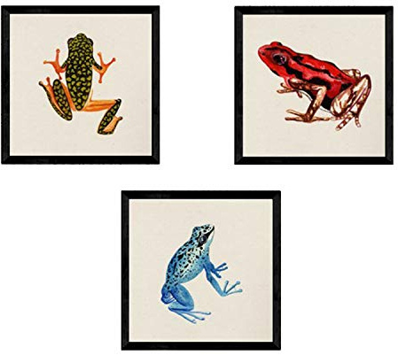 Nacnic PACK Blatt für die Gestaltung drei Frösche. Poster Plätze in der Größe 25x25