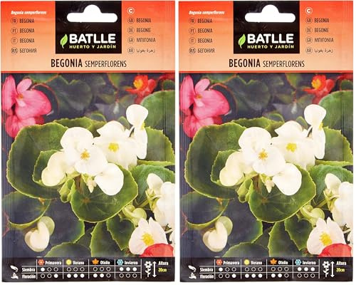 Semillas Batlle Begonia SEMPERFLORENS (Paquete de 2)