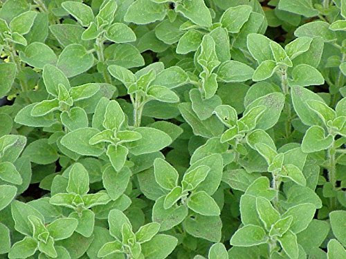 250 semillas - OréganoOriganum vulgare