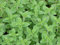 250 semillas - OréganoOriganum vulgare