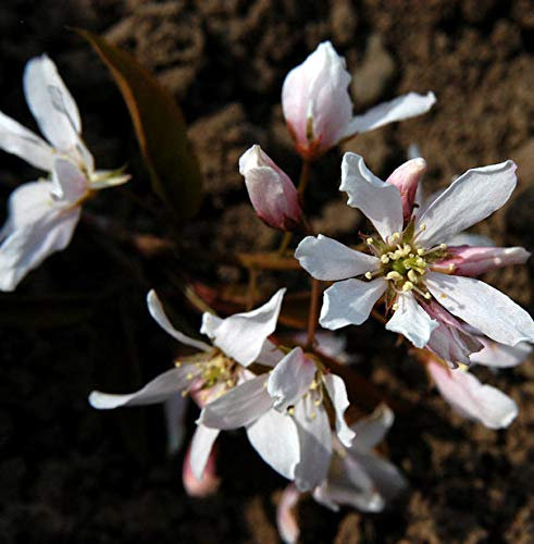 Baumfelsenbirne Robin Hill 60-80cm - Amelanchier arborea