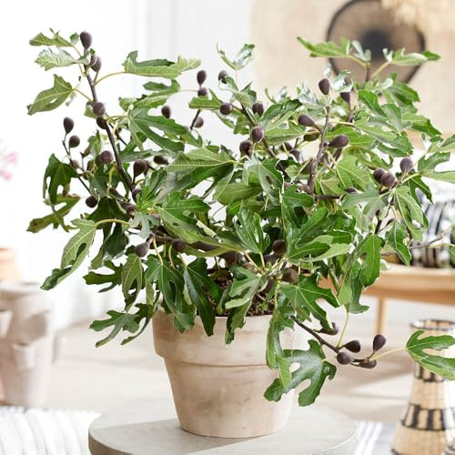 YouGarden Ficus 'Little Miss Figgy', Dwarf Fig Tree, 3 Litre Potted, Ready to Plant, Hardy and Compact, Great for Small Gardens and Patio Pots