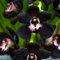 100 Pz Rare Black Cymbidium Faberi Semi di Fiori di Orchidea Decorazione del Giardino Domestico per la Piantagione del Giardino