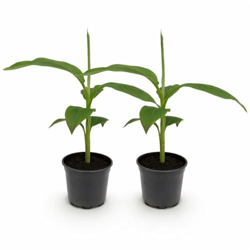 Musa basjoo - winterharte Banane - 12cm Topf - ca. 30cm - 2er Set