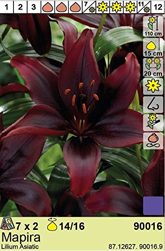Lilium asiatic - Schwarze Asiatische Lilie Mapira 3 Blumenzwiebeln