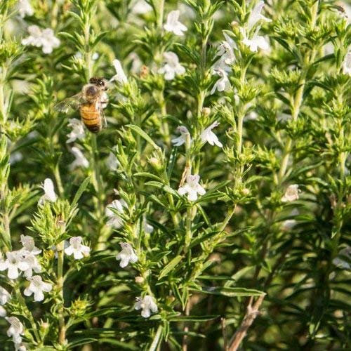 50-75 Semillas de HR530 ajedrea (Satureja Hortensis)