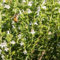 50-75 Semi di HR530 Santoreggia (Satureja Hortensis)