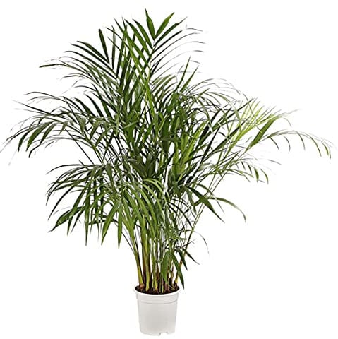 Dehner Palmera de frutos dorados, hojas con plumas, aprox. 90-100 cm, diámetro de la maceta 19 cm, palmera de interior