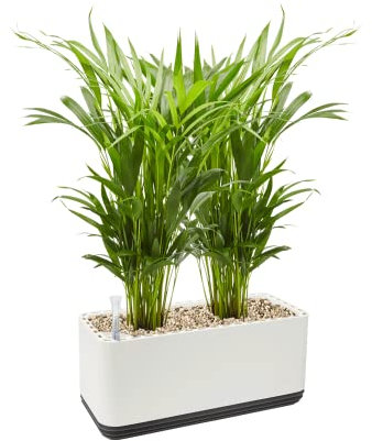 AIRY System L inkl. 2 Goldfruchtpalmen & Airy Base Substrat • Natürlicher Luftreiniger eliminiert Schadstoffe, Allergene & Gerüche • Für Räume mit ca. 30qm • Made in Germany, 3305-607 weiss-anthrazit