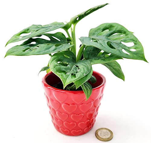 POWERS TO FLOWERS - PHILODENDRON OBLIQUA MINI, IN VASO CERAMICA CUORI, MONSTERA, pianta vera