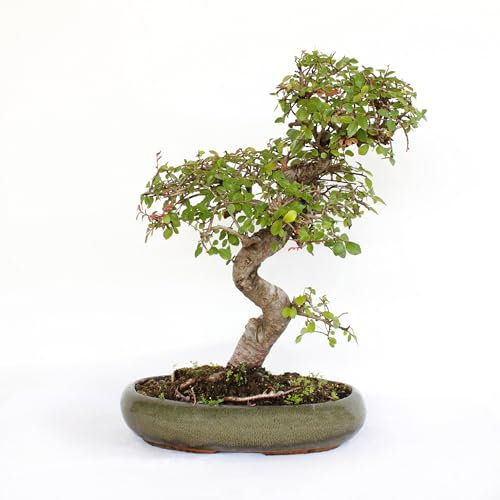 KENTIS - Zelkova Bonsai - Echt Japanische Zelkove Bonsai Baum - Innen- und Außenpflanze - H 35-45 cm Keramiktopf 28 cm