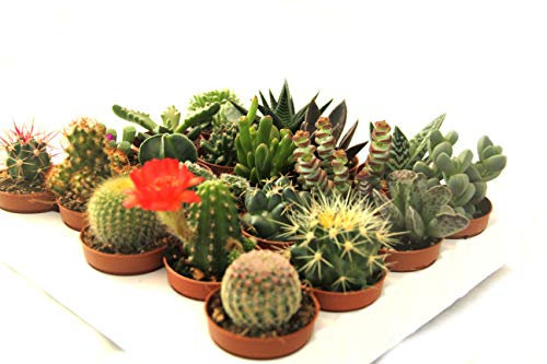 20 cactus y suculentas naturales, raras y coleccionables, con y sin espinas, una diferente de la otra, 5,5 cm. Producción de Viggiano Cactus