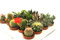 20 cactus y suculentas naturales, raras y coleccionables, con y sin espinas, una diferente de la otra, 5,5 cm. Producción de Viggiano Cactus