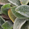 6 x Teppich Wollziest Silver Carpet' - Stachys Byzantina Topf 9x9cm: Silbriges Laub für sonnige Standorte