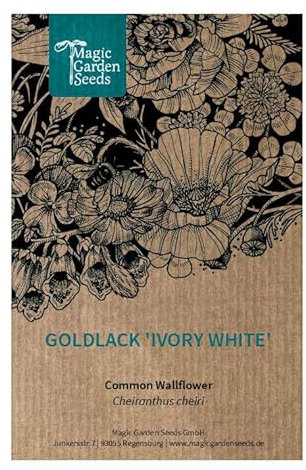 Goldlack 'Ivory White' (Erysimum cheiri) 60 Samen Duftpflanze Bienenweide Schnittblume zweijährige Staude