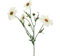 Kunstblume MARGERITENZWEIG ca. 60 cm. Margerite mit 4 Blüten Creme-Weiss
