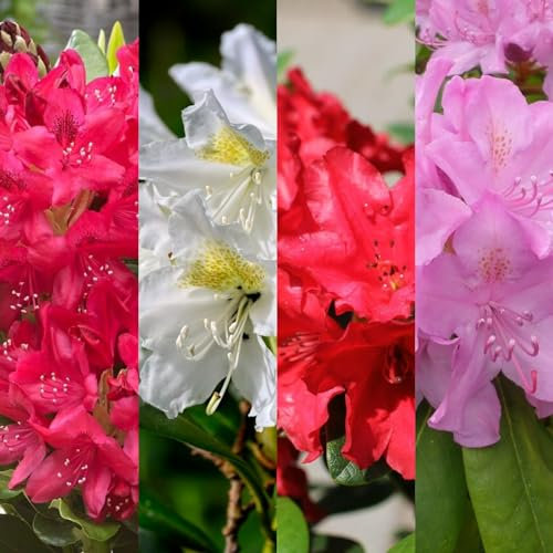 3 x Rhododendron Mix Inc Vars Like ‘Baden Baden’ - ‘Roseum Elegans’ - ‘Scarlet Wonder’ - ‘Cunninghams White’ Plants 9cm Pots
