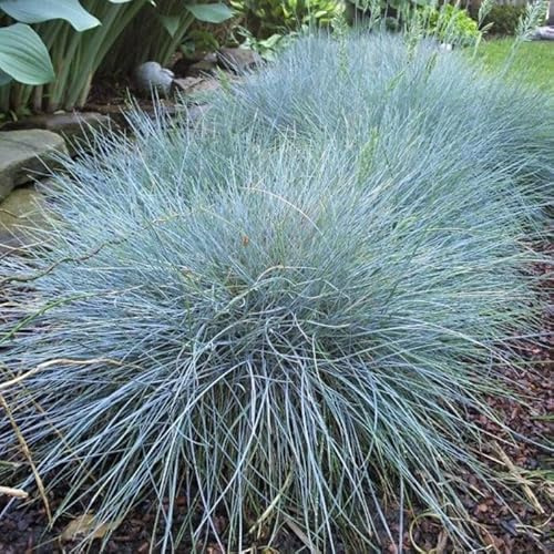 Blauschwingel Elijah Blue 1L