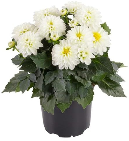 Dalia Planta Natural Perfecta para Balcones y Terrazas