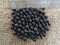 Potseed Samen Keimung: 20 Samen Sapindus mukorossi, Waschnuss, Waschnuss, Seifenbaum, Seife Berry, Waschnuss