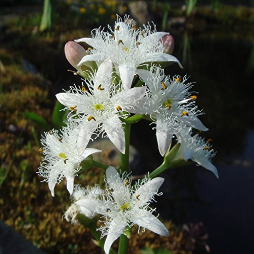 PondPlantsUK 2 x Native Plants for Ponds - Including a Pot and Compost - Live Water Plant Aquatic Pond Lake Marginal (Menyanthes Trifoliata)