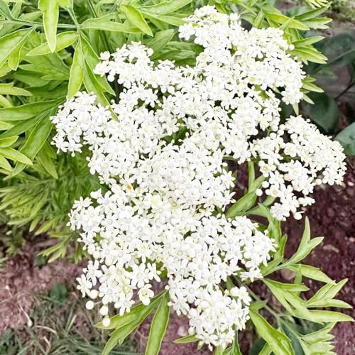 350 pcs holunder pflanzen samen, wildkräuter samen pflanzensamen,Sambucus heilkräuter plant pflanztöpfe indoor kräutergarten kräuter pflanztopf winterharte balkonpflanzen bonsaibaum