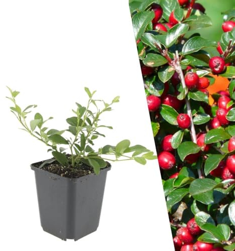 Plants by Frank Cotoneaster Dammeri, 6x Zwergmispel Pflanzen, Ø 9 cm | Teppichmispel Pflanzen, Bodendecker Winterhart Mehrjährig, Stauden, Immergrün, Gartenpflanzen, Topf 9 cm, Höhe: 15 cm