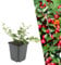Plants by Frank | 6 Zwergmispel Pflanzen | Cotoneaster dammeri | Bodendecker winterhart mehrjährig | Pflanzen für Garten | Stauden winterhart mehrjährig | Gartenpflanzen