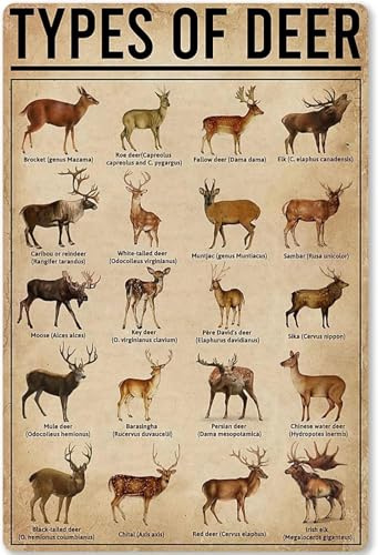Deer Species Info Poster, Comprehensive Guide to Deer and Reindeer, Educational Wall Art for School Learning, Farm and Home Kitchen Decor(Framed,16x24inch(40x60cm))