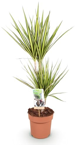 Dracaena Sunray - Arbre à sang de dragon - 17 cm - Hauteur 70-75 cm - Plante d'intérieur facile d'entretien en vert et jaune pour les espaces de vie et de travail modernes