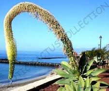 Seltene Agave attenuata Spineless Agaven Sukkulente Samen Aloe Gardens 15 Samen