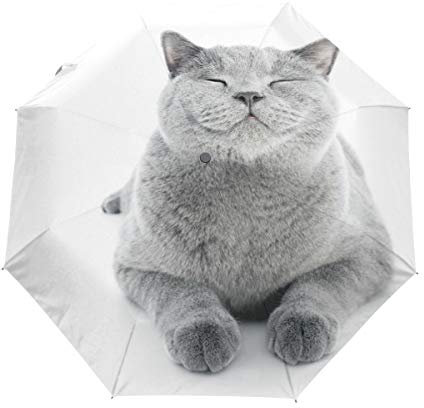 Kompakter Reise-Regenschirm mit britischer Kurzhaar-Katze, automatisches Öffnen und Schließen, winddicht, Anti-UV