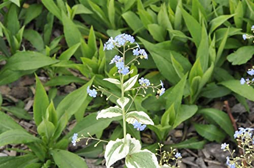 Brunnera macrophylla 'Variegata' P 1 Kaukasusvergissmeinnicht 'Variegata',winterhart, deutsche Baumschulqualität, im Topf für optimales anwachsen
