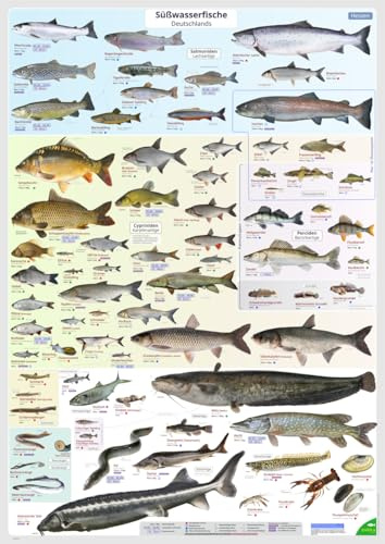 ENTILA Poster: Die Süßwasserfische Deutschlands/Viele wichtige Bestimmungsmerkmale/Perfekt zum Lernen für die Fischerprüfung und für jeden Angler (Ausgabe Hessen)