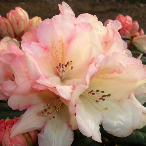 Rhododendron Yakush Hybrid Flanagan's Daughter – Compact Evergreen with Large Pink Flowers and Crimson Blotch, Ideal for Small Gardens and Containers, 1X 7 Litre Pot by Thompson and Morgan