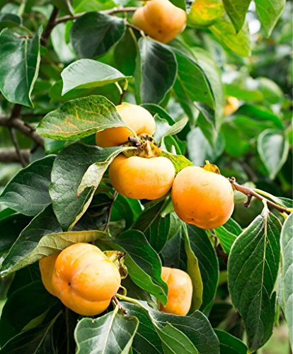VEG SRLS Pianta da frutto ALBERO DEI FRUTTI DEGLI DEI - LOTO/KAKI SIMILE VANIGLIA A RADICE NUDA - 1 METRO