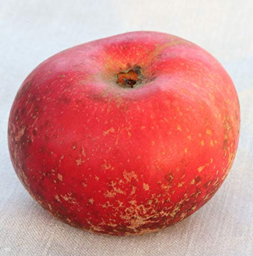 Apfelbaum Baumannsrenette 60-80cm - feinwürzig und knackig