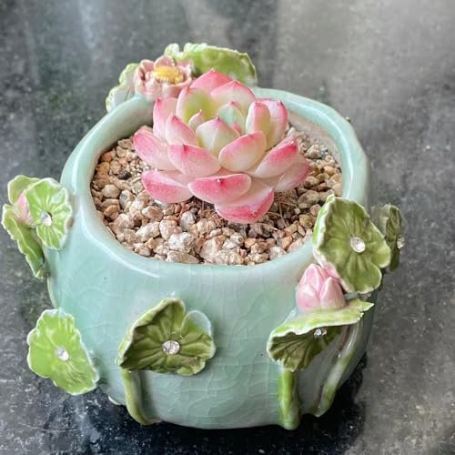 500 pcs sukkulenten samen winterhart, pflanzen für garten, topfpflanzen echt sukkulenten echte pflanzen balkon beet, kübelpflanzen sukkulenten topf, zimmerpflanzen echt bio saatgut