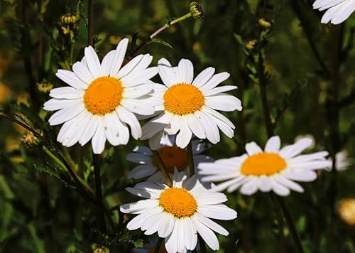 Roselyn Seeds Oxeye Daisy Wildflower Seeds | Perennial Meadow Wild Flower - UK Grown | 2.5 g - 5000 Seeds