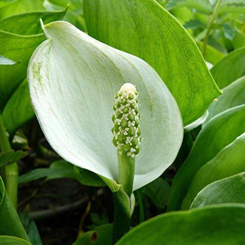 Seeds Acqua Arum Calla Palustris 15 seeds: Only Seeds